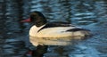 Goosander (Mergus merganser)