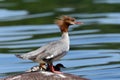 Goosander Mergus merganser