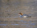 Goosander, Mergus merganser