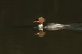 A stunning Goosander Mergus merganser swimming in a fast flowing river. It has been diving down into the water to catch fish.