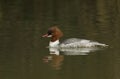 A stunning Goosander Mergus merganser swimming in a fast flowing river. It has been diving down into the water to catch fish.