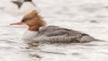 Goosander & x28;Mergus merganser& x29; female swimming