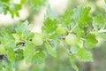 Goosberry or grossularia Royalty Free Stock Photo