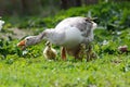 Goose Royalty Free Stock Photo