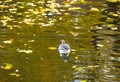 goose swimming on lake Royalty Free Stock Photo