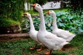 Goose Royalty Free Stock Photo
