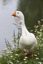 Goose Royalty Free Stock Photo