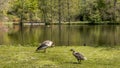 A goose along with his scoundrel on the shores of a lake. in the background is a red wooden bridge