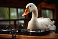 A goose as a Discjockey created with generative AI technology Royalty Free Stock Photo