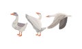 Goose as Waterfowl Specie with Long Neck and Orange Bill in Different Pose Vector Set