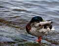 goose Royalty Free Stock Photo