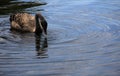 goose Royalty Free Stock Photo