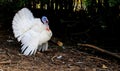 goose Royalty Free Stock Photo