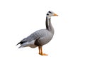 Goose bar headed isolated Royalty Free Stock Photo