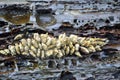 Goose barnacle Royalty Free Stock Photo