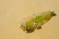 Goose barnacle Royalty Free Stock Photo