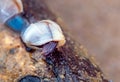 Goose barnacle on driftwood on sand beach after storm Royalty Free Stock Photo