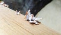 Goose barnacle on dry bamboo pole