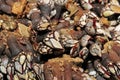 Goose barnacles Royalty Free Stock Photo