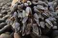 Goose barnacles attached to rock on beach