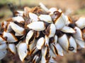 Goose barnacles on branch at the beach