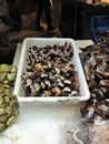 Basket of Gooseneck Barnacle on the market stall in Barcelona, Spain Royalty Free Stock Photo