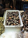 Basket of Gooseneck Barnacle on the market stall in Barcelona, Spain