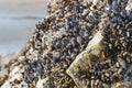 Goose barnacles, or stalked barnacles or gooseneck barnacles, are filter-feeding crustaceans attached to rocks at Avila Beach, Royalty Free Stock Photo