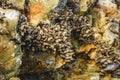Goose barnacles, or stalked barnacles or gooseneck barnacles, are filter-feeding crustaceans attached to rocks at Avila Beach, Royalty Free Stock Photo