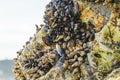 Goose barnacles, or stalked barnacles or gooseneck barnacles, are filter-feeding crustaceans attached to rocks at Avila Beach, Royalty Free Stock Photo