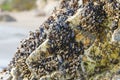 Goose barnacles, or stalked barnacles or gooseneck barnacles, are filter-feeding crustaceans attached to rocks at Avila Beach, Royalty Free Stock Photo