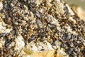 Goose barnacles, or stalked barnacles or gooseneck barnacles, are filter-feeding crustaceans attached to rocks at Avila Beach, Royalty Free Stock Photo