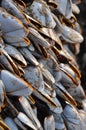 Goose barnacles