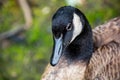 Goose Royalty Free Stock Photo