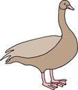 Goose bird illustration on white