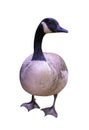 Goose Royalty Free Stock Photo