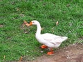 goose is a bird type animal with a large body and a very loud voice