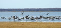 Flood field full goose bird in spring, Lithuania Royalty Free Stock Photo
