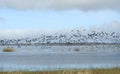 Goose birds flying over flood field, Lithuania Royalty Free Stock Photo