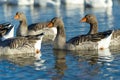 Goose. Blue lake