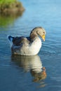 Goose. Blue lake Royalty Free Stock Photo