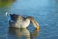 Goose. Blue lake Royalty Free Stock Photo