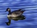 A goose in blue water Royalty Free Stock Photo