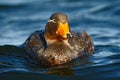 Goose in the blue water. Kelp goose, Chloephaga hybrida, is a member of the duck, goose. It can be found in the Southern part of Royalty Free Stock Photo