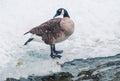 A goose brushes its feathers in the snow. A winter lake shore. A wintering bird Royalty Free Stock Photo