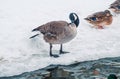 A goose brushes its feathers in the snow. A winter lake shore. A wintering bird Royalty Free Stock Photo