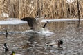 Goose. Canada goose in flight.Scene from wisconsin natural area. Royalty Free Stock Photo