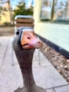 Goose at Centre Parcs Royalty Free Stock Photo