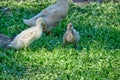 Goose chicks, yellow and gray colored, walking in grass. Selective focus