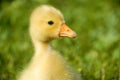 Goose child Royalty Free Stock Photo